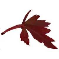Maple Street Consulting LLC Maple Street Consulting LLC