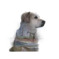 Watchdog Calgary, Canada Watchdog Calgary, Canada