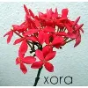 Ixora Tech Consulting Services Private Limited Ixora Tech Consulting Services Private Limited