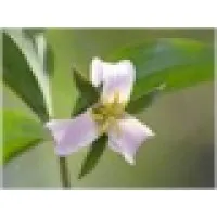 Trillium Springs Counseling Trillium Springs Counseling