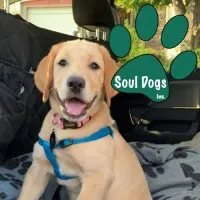 Soul Dogs, Inc
