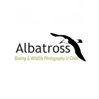 Albatross Birding Chile