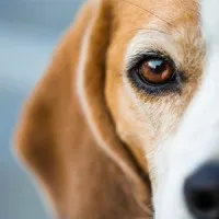 Vista Animal Hospital LLC