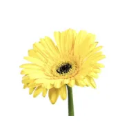 Flow Scientific Ltd.