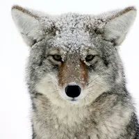 Yellowstone Ecological Research Center Yellowstone Ecological Research Center