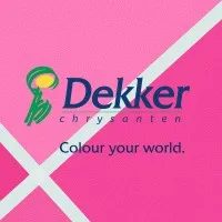 Dekker Chrysanten BV