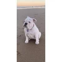 Bulldog consulting
