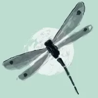 Dragonfly Education Group
