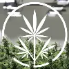Next Big Crop Next Big Crop