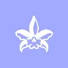 Orquidea Marketing Orquidea Marketing