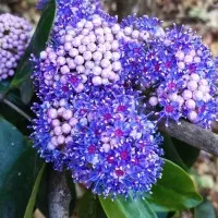 Anjani Ecological Solutions