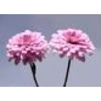 Mammography Specialists