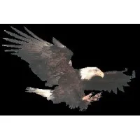 Soaring Eagle Consulting, LLC