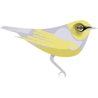 Silvereye