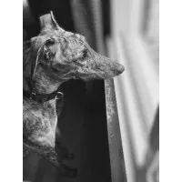 Tiresias Consulting, LLC