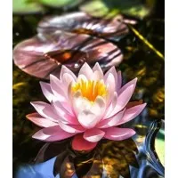 Lotus Counseling, LLC Lotus Counseling, LLC