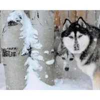 Sled Dog Consulting