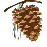 Cone & Associates CPAs, LLC