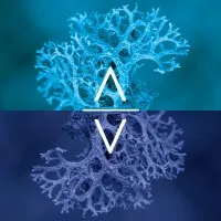 Arvut