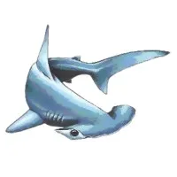 Hammerhead Construction