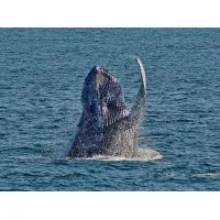 Cape May Whale Watcher