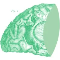 Anterior