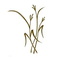 Bluestem