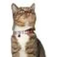 Vca Beacon Hill Cat Hospital