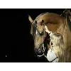 ARABIAN HORSE ASSOCIATION OF ARIZONA ARABIAN HORSE ASSOCIATION OF ARIZONA