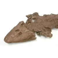 Healthcare Marketing Group