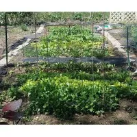 The Farmers Daughter