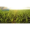 GrowGroup Israel GrowGroup Israel