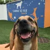 Canine To Five Canine To Five