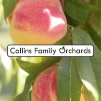 Collins Family Orchards