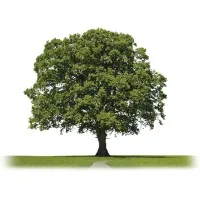 Foundations Human Resources Consulting