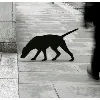 Shadowhound Ltd Shadowhound Ltd