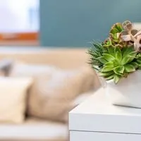 Holistic Consultation