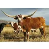 Longhorn Wealth Management Group Longhorn Wealth Management Group