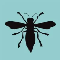 hornet media