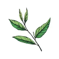 Tealeaf Collective Tealeaf Collective