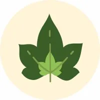 Ivymind