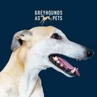 Greyhounds as Pets NZ