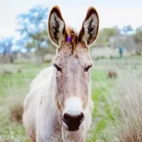 Fredericksburg Farms