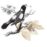 St.Claire Design Studio | Beautiful Website Design